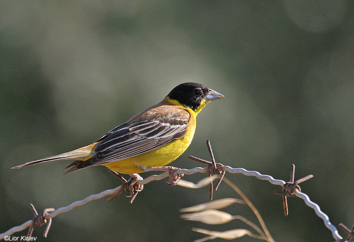    Black-headed Bunting Emberiza melanocephala          , 2009.: .